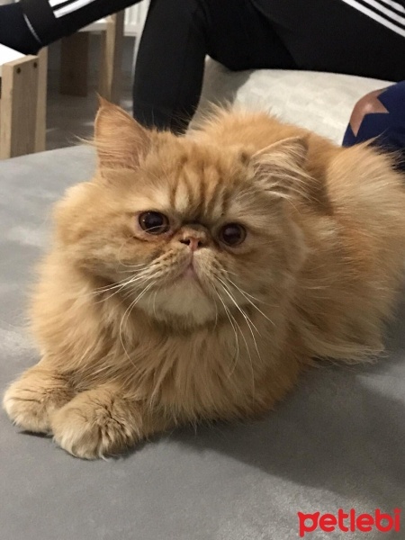 İran Kedisi (Persian), Kedi  Teo fotoğrafı