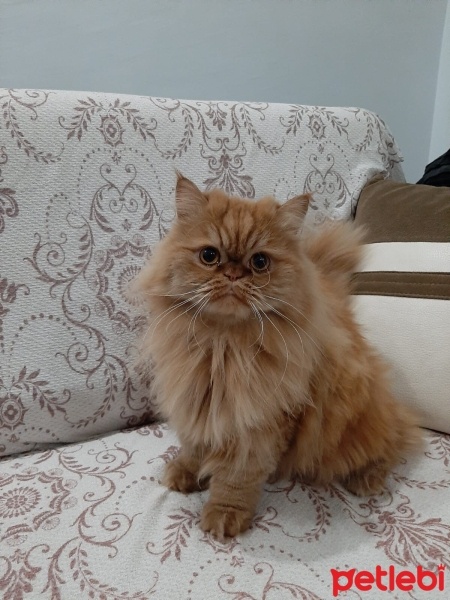 İran Kedisi (Persian), Kedi  Bihter fotoğrafı