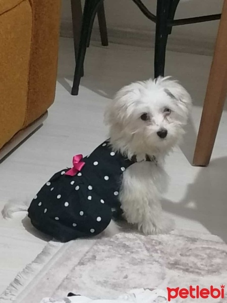 Maltese, Köpek  Lucky fotoğrafı