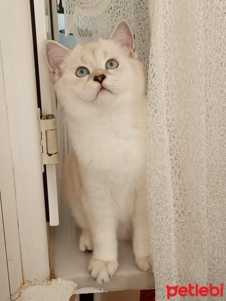 British Shorthair, Kedi  Mia fotoğrafı