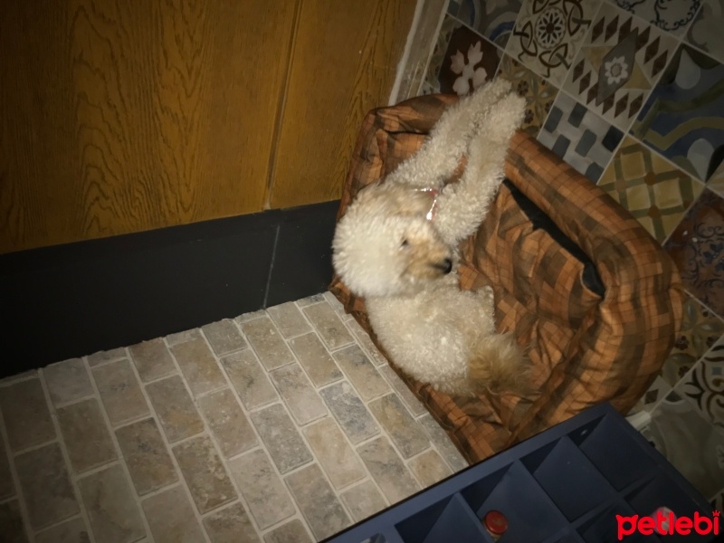 Poodle(Standart Kaniş), Köpek  Latte fotoğrafı