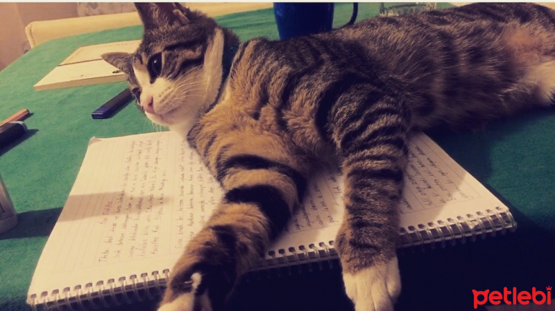 Tekir Kedi, Kedi  Rakı fotoğrafı