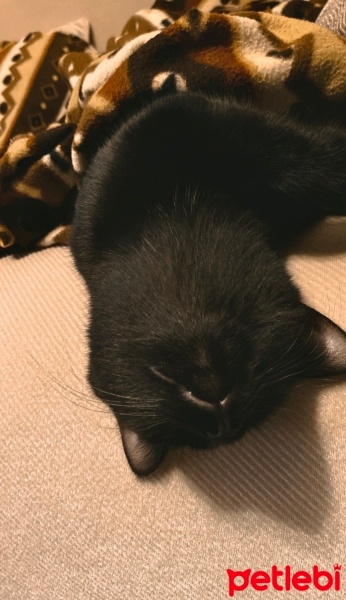 Bombay, Kedi  Marla fotoğrafı