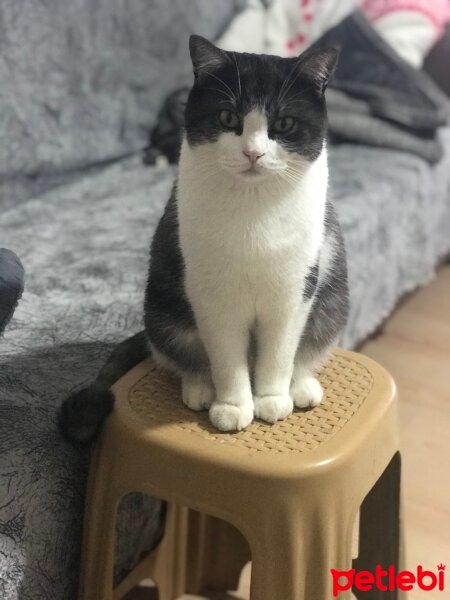 British Shorthair, Kedi  Oscar fotoğrafı