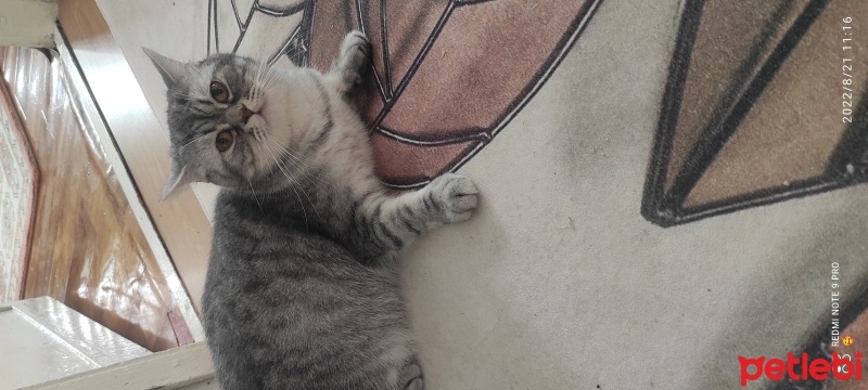 British Shorthair, Kedi  Mia fotoğrafı