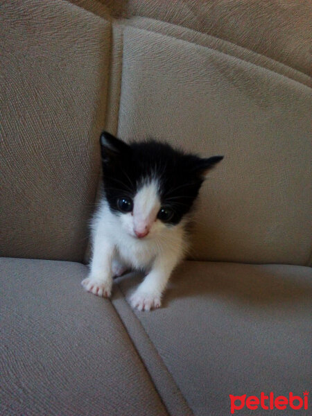 Tuxedo (Smokin) Kedi, Kedi  Bal fotoğrafı