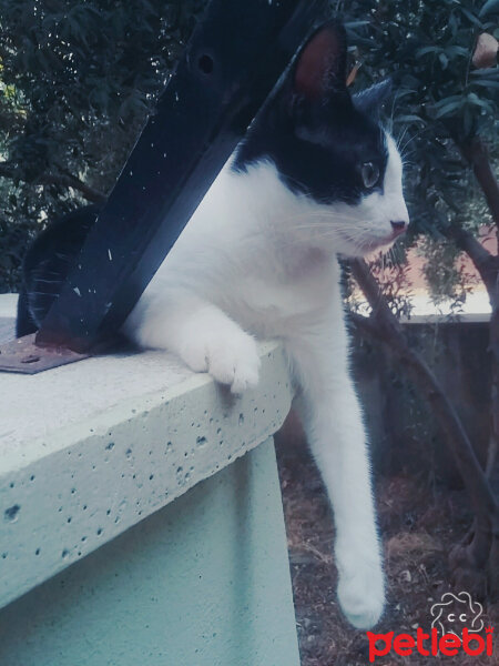 Tuxedo (Smokin) Kedi, Kedi  Bal fotoğrafı