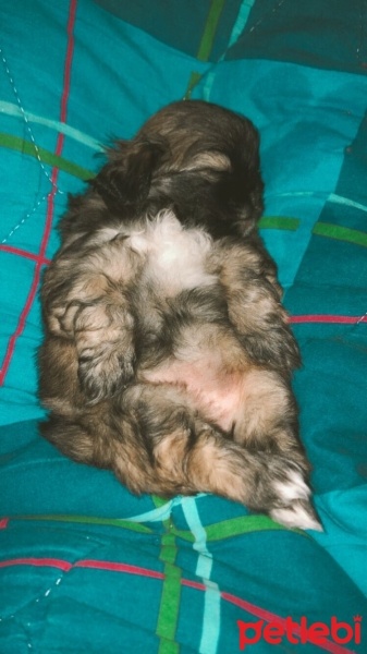 Pekingese, Köpek  Yavru fotoğrafı