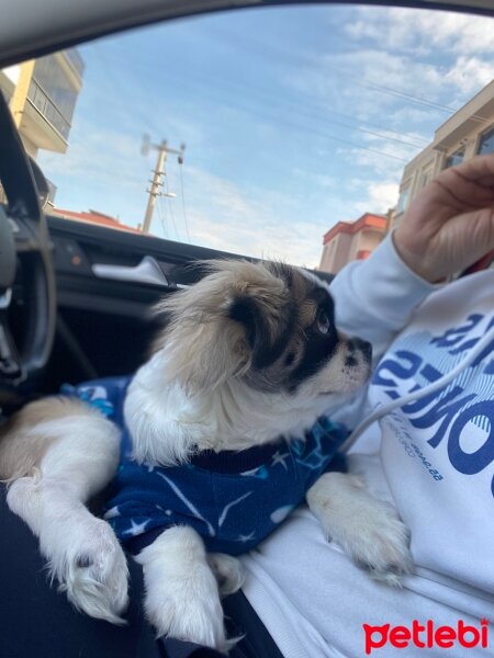 Shih Tzu, Köpek  Leo fotoğrafı