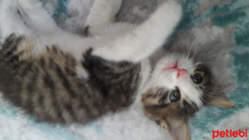 Tekir Kedi, Kedi  Lara fotoğrafı