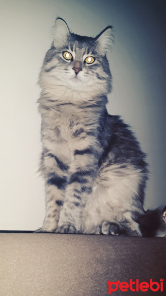 Norwegian Forest, Kedi  Duman fotoğrafı
