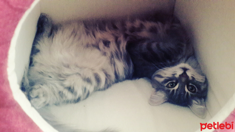 Norwegian Forest, Kedi  Duman fotoğrafı