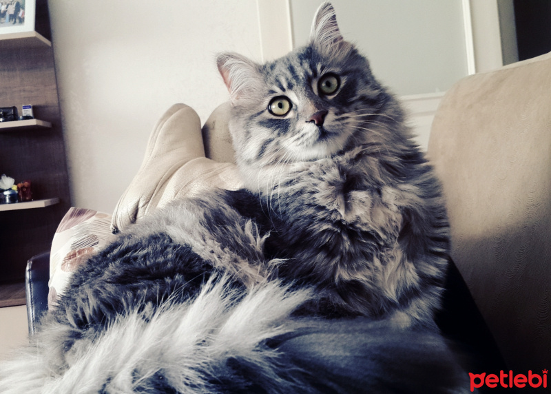 Norwegian Forest, Kedi  Duman fotoğrafı