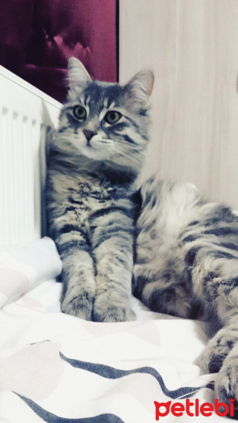 Norwegian Forest, Kedi  Duman fotoğrafı