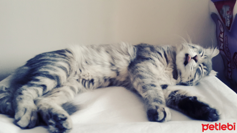 Norwegian Forest, Kedi  Duman fotoğrafı