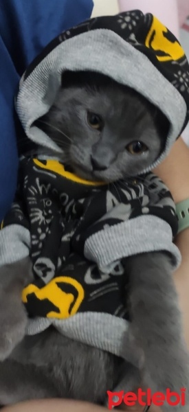 British Shorthair, Kedi  Zeytin fotoğrafı