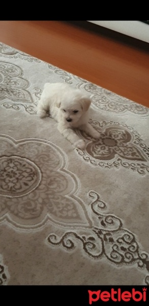 Maltese, Köpek  Maltese terrier fotoğrafı
