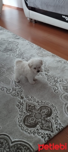Maltese, Köpek  Maltese terrier fotoğrafı