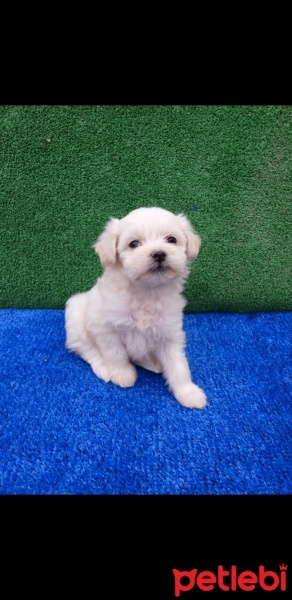 Maltese, Köpek  Maltese terrier fotoğrafı