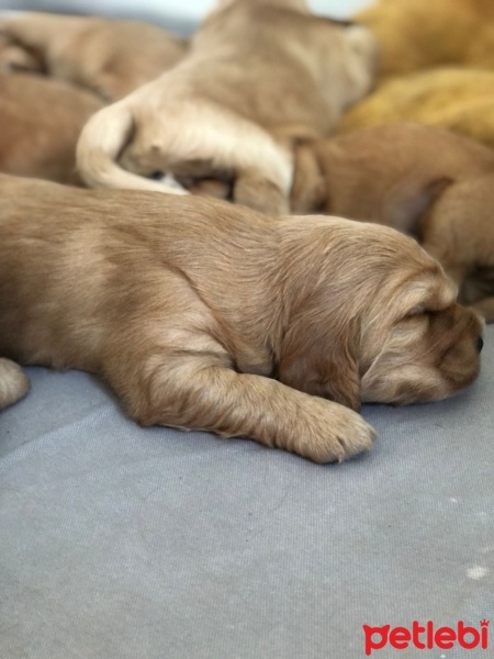 Amerikan Cocker Spaniel, Köpek  Tarçın fotoğrafı