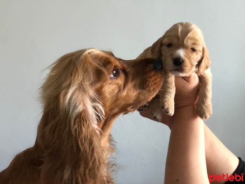 Amerikan Cocker Spaniel, Köpek  Tarçın fotoğrafı