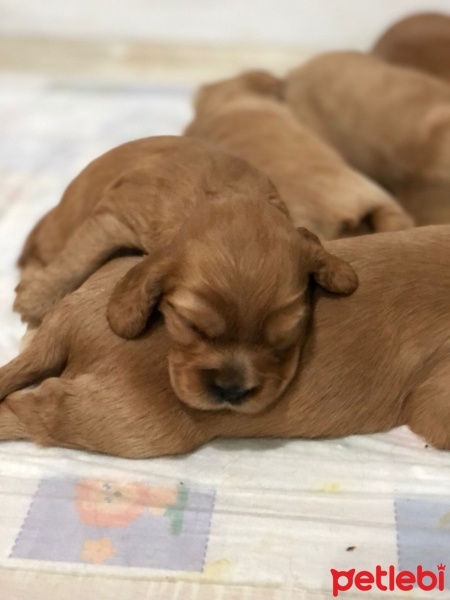 Amerikan Cocker Spaniel, Köpek  Tarçın fotoğrafı