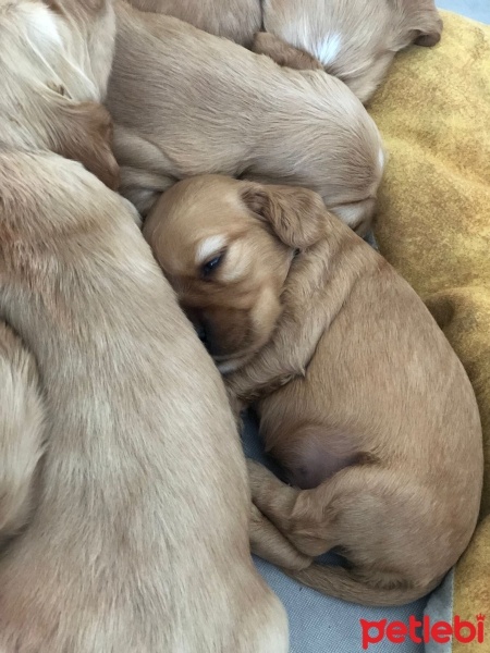 Amerikan Cocker Spaniel, Köpek  Tarçın fotoğrafı