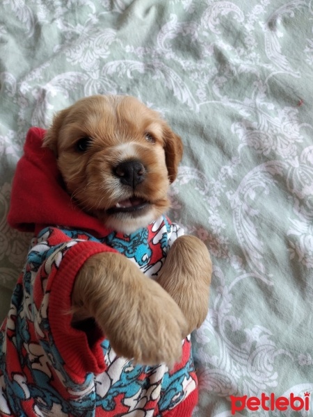 Amerikan Cocker Spaniel, Köpek  Tarçın fotoğrafı