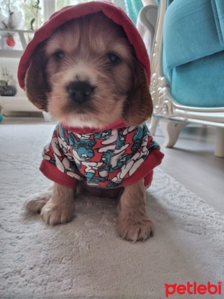 Amerikan Cocker Spaniel, Köpek  Tarçın fotoğrafı