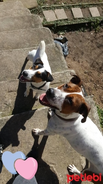 Amerikan Staffordshire Terrier, Köpek  Marju fotoğrafı