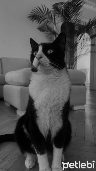 Tuxedo (Smokin) Kedi, Kedi  Mavi fotoğrafı