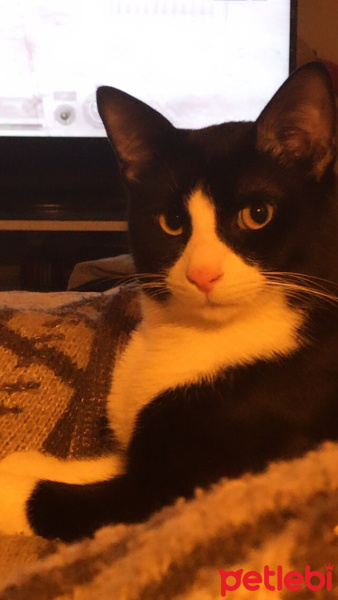 Tuxedo (Smokin) Kedi, Kedi  Mavi fotoğrafı