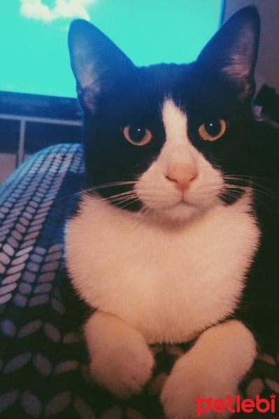 Tuxedo (Smokin) Kedi, Kedi  Mavi fotoğrafı