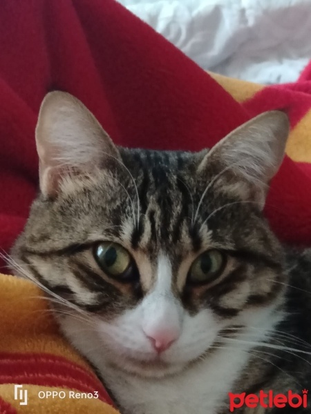 Tekir Kedi, Kedi  Boncuk fotoğrafı