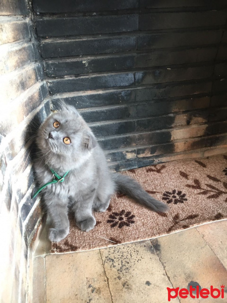 Scottish Fold, Kedi  Gece fotoğrafı