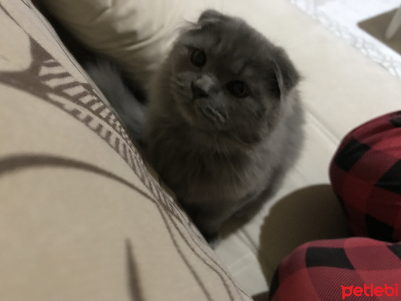 Scottish Fold, Kedi  Gece fotoğrafı