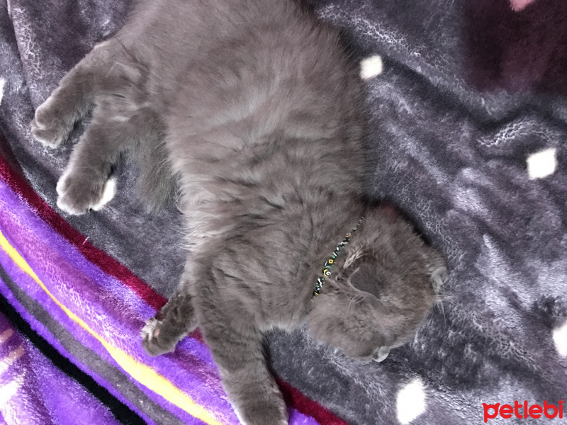 Scottish Fold, Kedi  Gece fotoğrafı