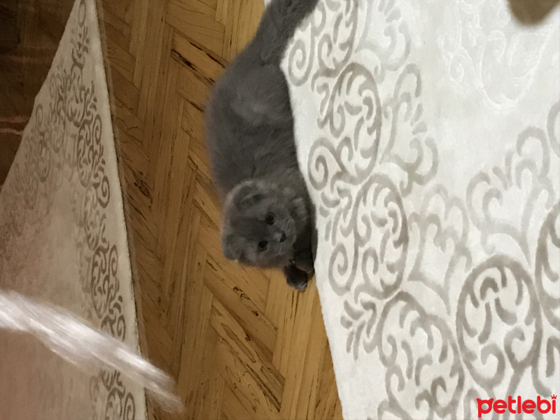 Scottish Fold, Kedi  Gece fotoğrafı