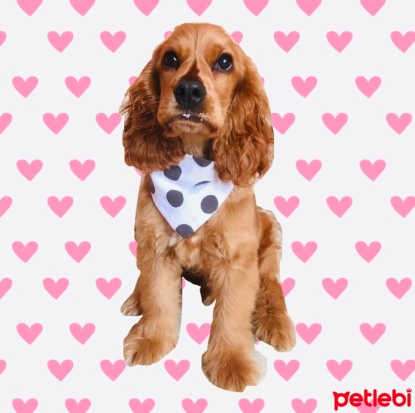 İngiliz Cocker Spaniel, Köpek  Chivas fotoğrafı