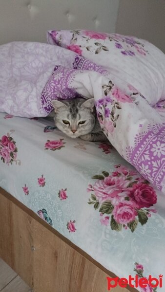 British Shorthair, Kedi  Kıtır fotoğrafı