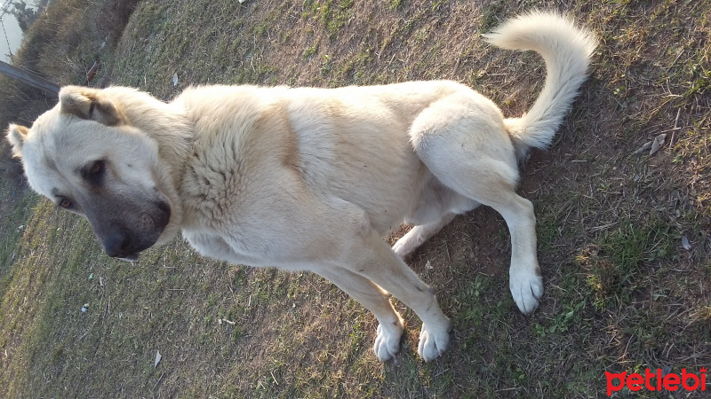 Kangal, Köpek  Duman fotoğrafı