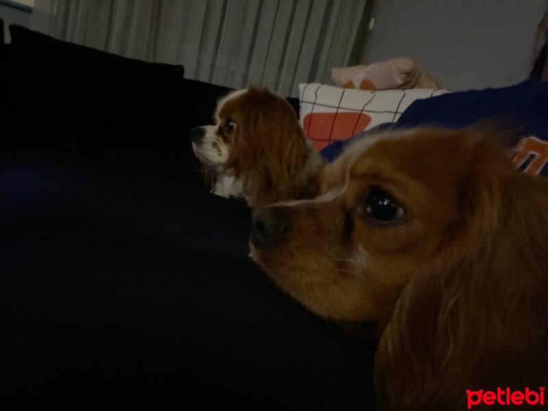 Cavalier King Charles Spanieli, Köpek  Zeus fotoğrafı