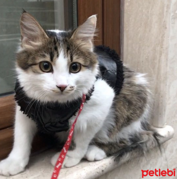 Tekir Kedi, Kedi  İnci fotoğrafı