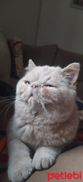 Exotic Shorthair, Kedi  Şırdan fotoğrafı