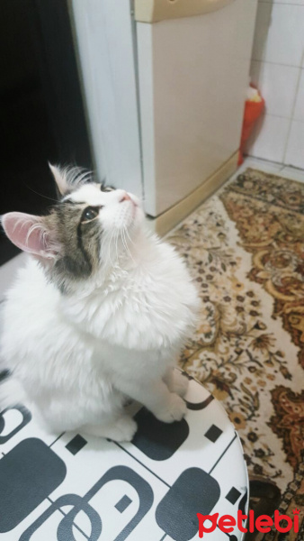 Tekir Kedi, Kedi  Barni fotoğrafı