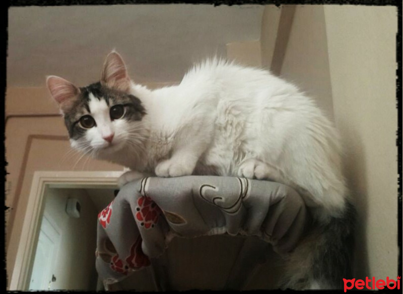 Tekir Kedi, Kedi  Barni fotoğrafı