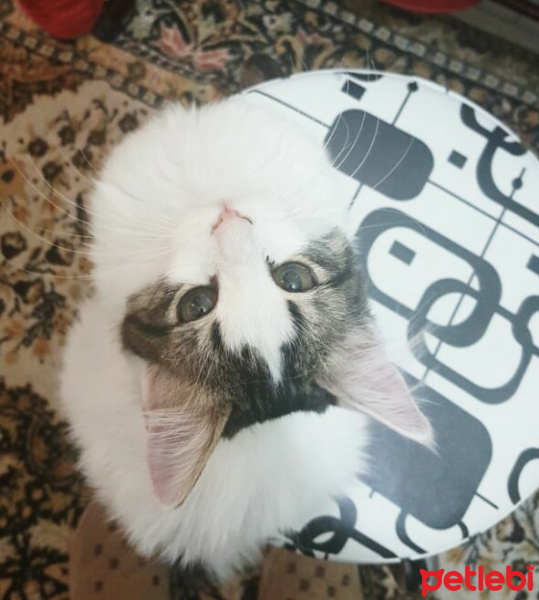 Tekir Kedi, Kedi  Barni fotoğrafı