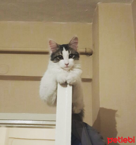 Tekir Kedi, Kedi  Barni fotoğrafı