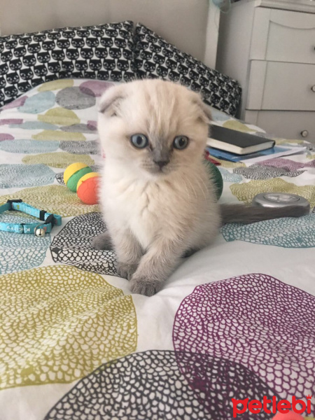 Scottish Fold, Kedi  Missy fotoğrafı