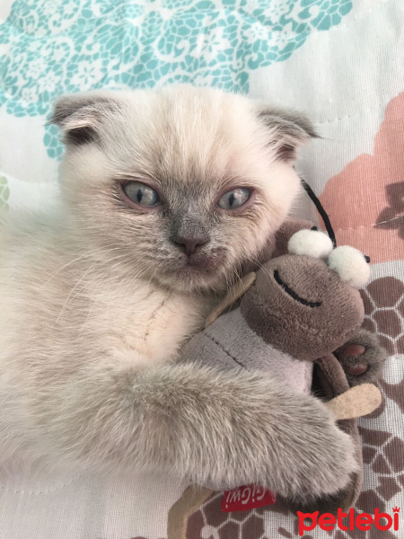 Scottish Fold, Kedi  Missy fotoğrafı